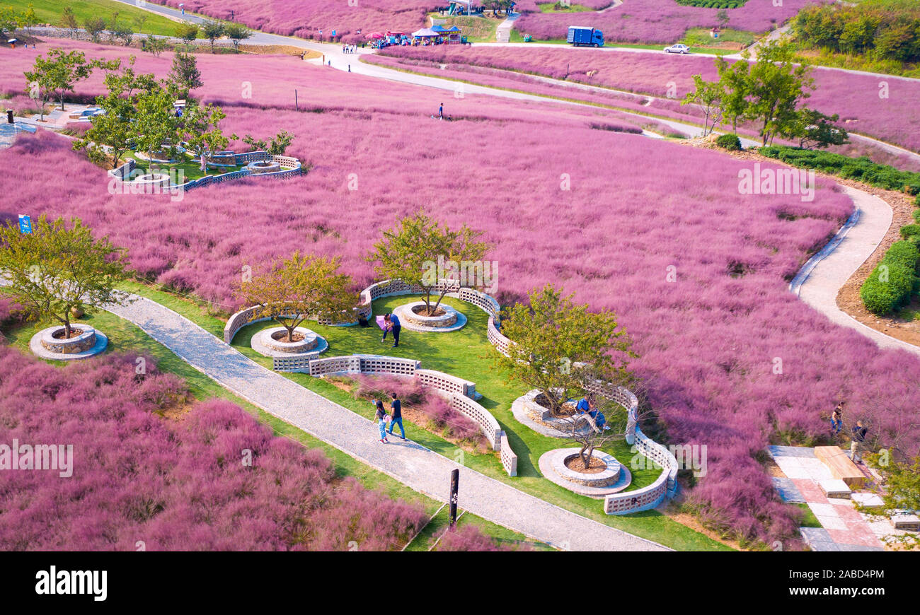Vista aerea del hairawn muhly campo in Jurong county, Zhengjiang city, est cinese della provincia di Jiangsu, 3 ottobre 2019. Foto Stock