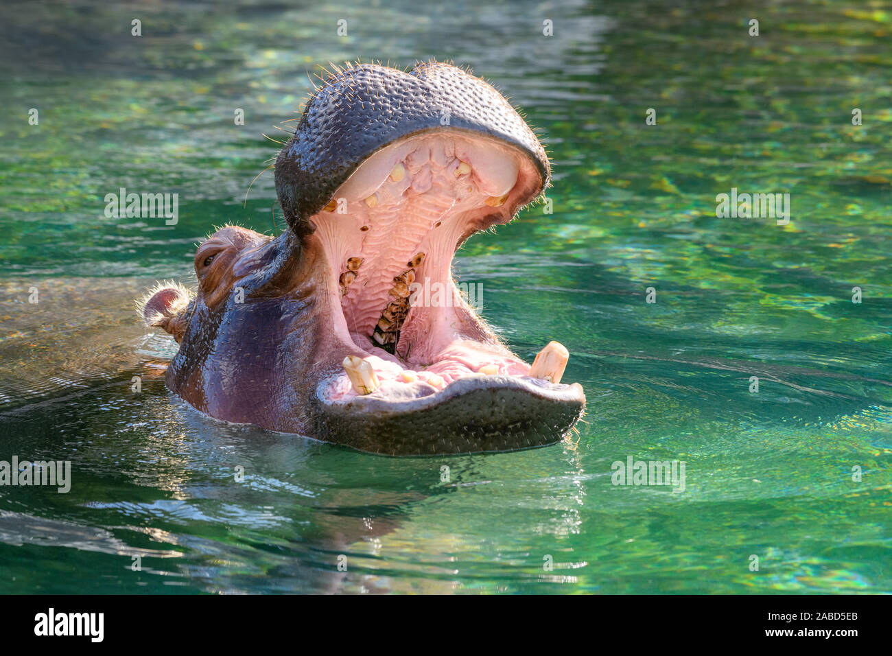 Ippopotamo - (Hippopotamus amphibius) o fiume a cavallo con testa sopra l'acqua, la bocca aperta Foto Stock