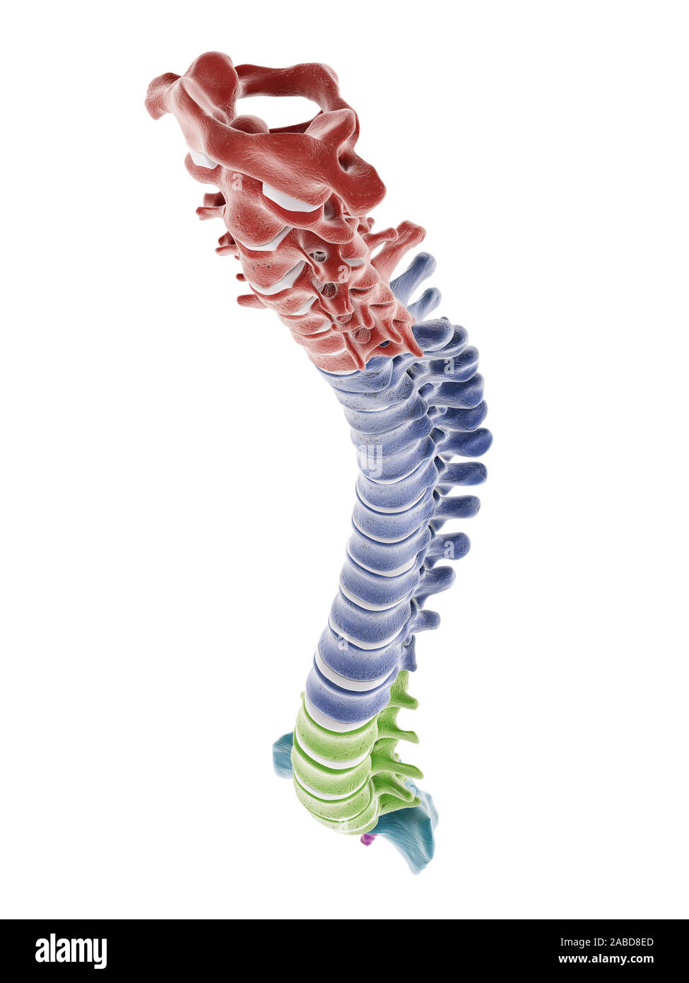 3D Rendering accurato dal punto di vista medico illustrazione dei segmenti della colonna vertebrale umana Foto Stock