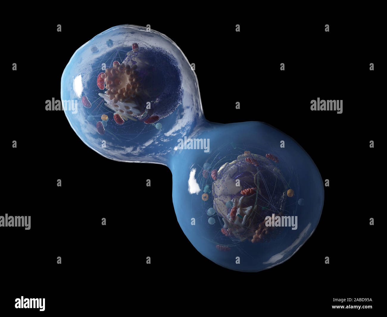3D Rendering accurato dal punto di vista medico illustrazione di una divisione di cellule umane Foto Stock