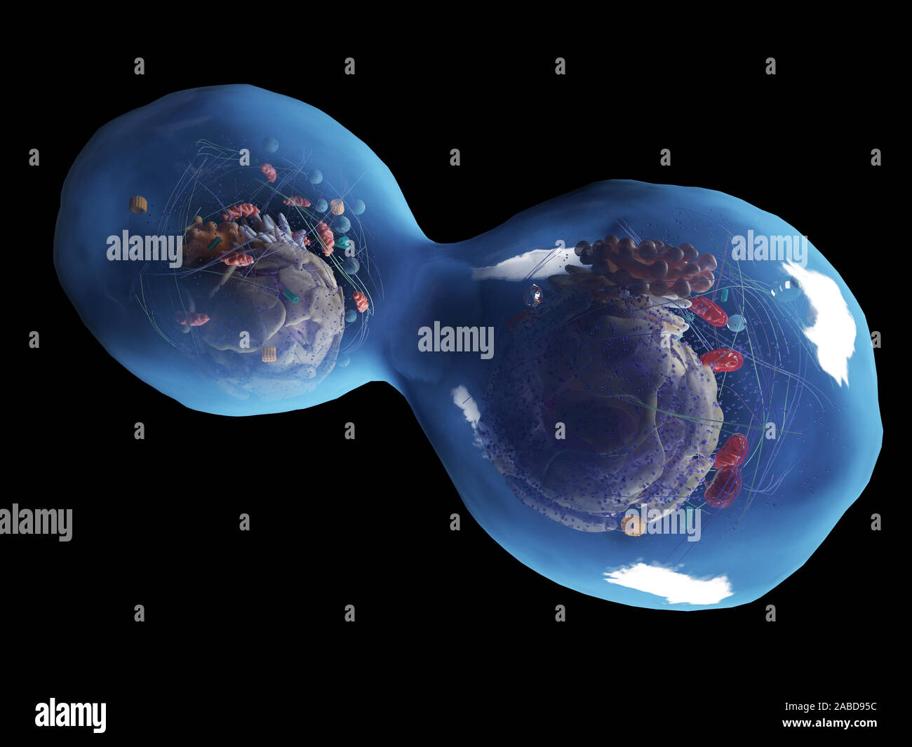 3D Rendering accurato dal punto di vista medico illustrazione di una divisione di cellule umane Foto Stock