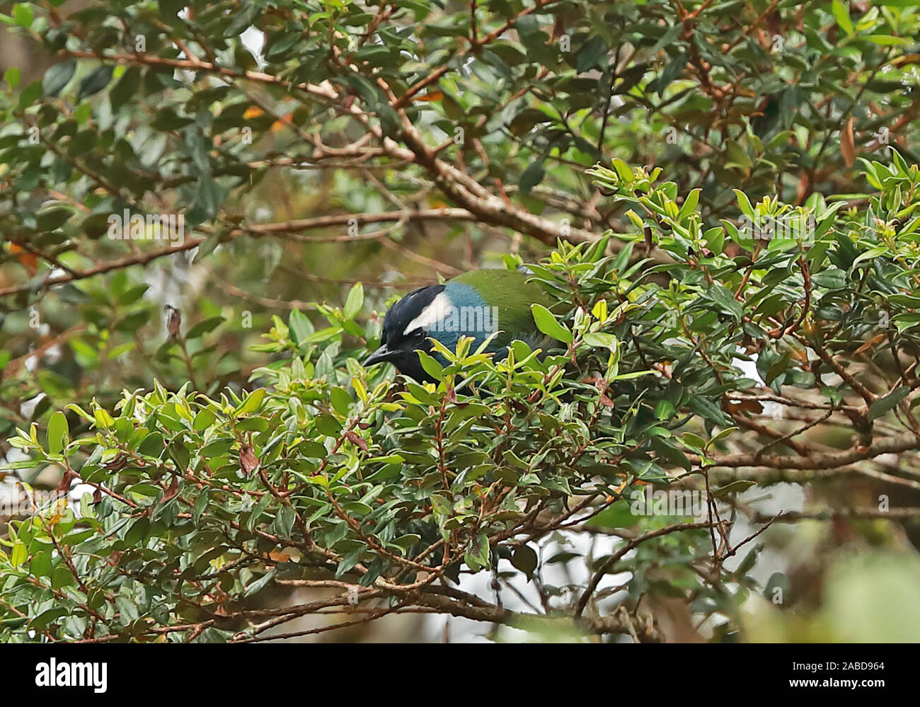 Orientale Berrypecker crestato (Paramythia montium montium) adulto Alimentazione nella struttura ad albero fruttifero Kumul Lodge, Mount Hagen, Papua Nuova Guinea Luglio Foto Stock