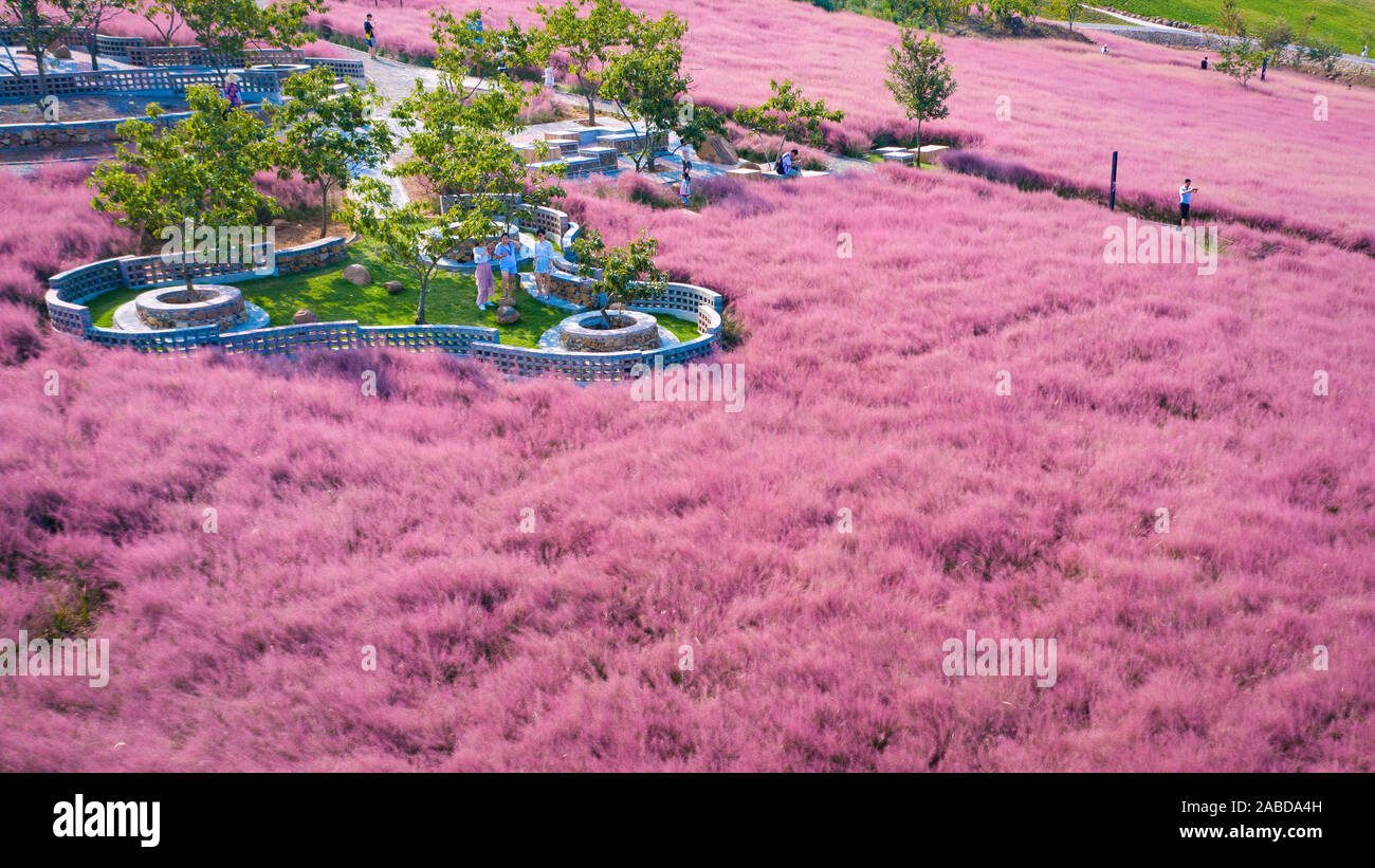 Vista aerea del hairawn muhly campo in Jurong county, Zhengjiang city, est cinese della provincia di Jiangsu, 3 ottobre 2019. Foto Stock