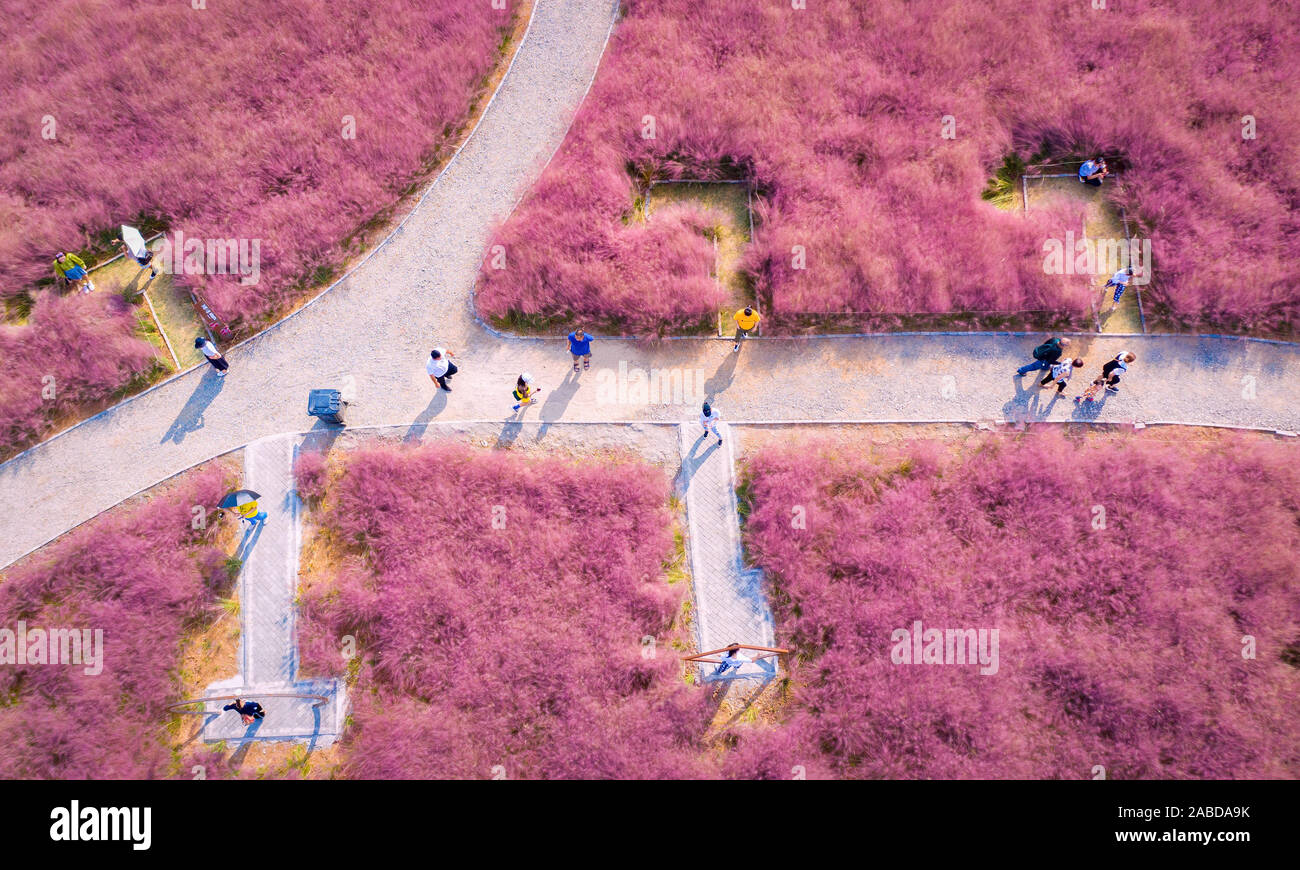 Vista aerea del hairawn muhly campo in Jurong county, Zhengjiang city, est cinese della provincia di Jiangsu, 3 ottobre 2019. Foto Stock