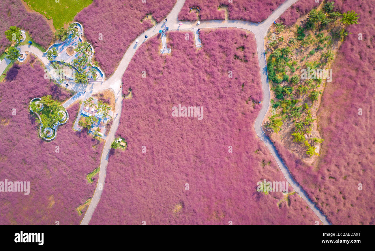 Vista aerea del hairawn muhly campo in Jurong county, Zhengjiang city, est cinese della provincia di Jiangsu, 3 ottobre 2019. Foto Stock