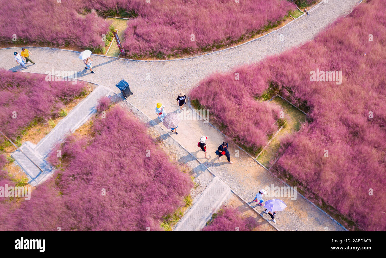 Vista aerea del hairawn muhly campo in Jurong county, Zhengjiang city, est cinese della provincia di Jiangsu, 3 ottobre 2019. Foto Stock