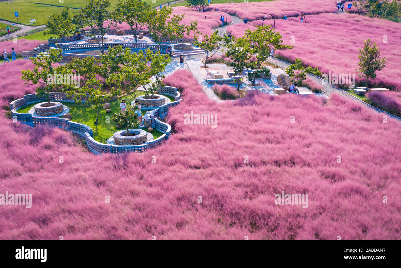 Vista aerea del hairawn muhly campo in Jurong county, Zhengjiang city, est cinese della provincia di Jiangsu, 3 ottobre 2019. Foto Stock