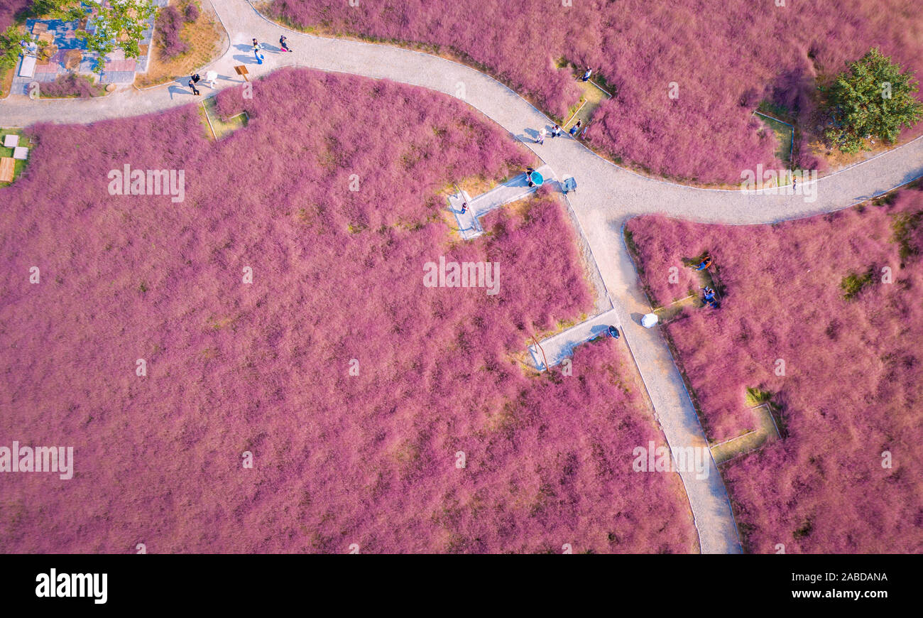 Vista aerea del hairawn muhly campo in Jurong county, Zhengjiang city, est cinese della provincia di Jiangsu, 3 ottobre 2019. Foto Stock