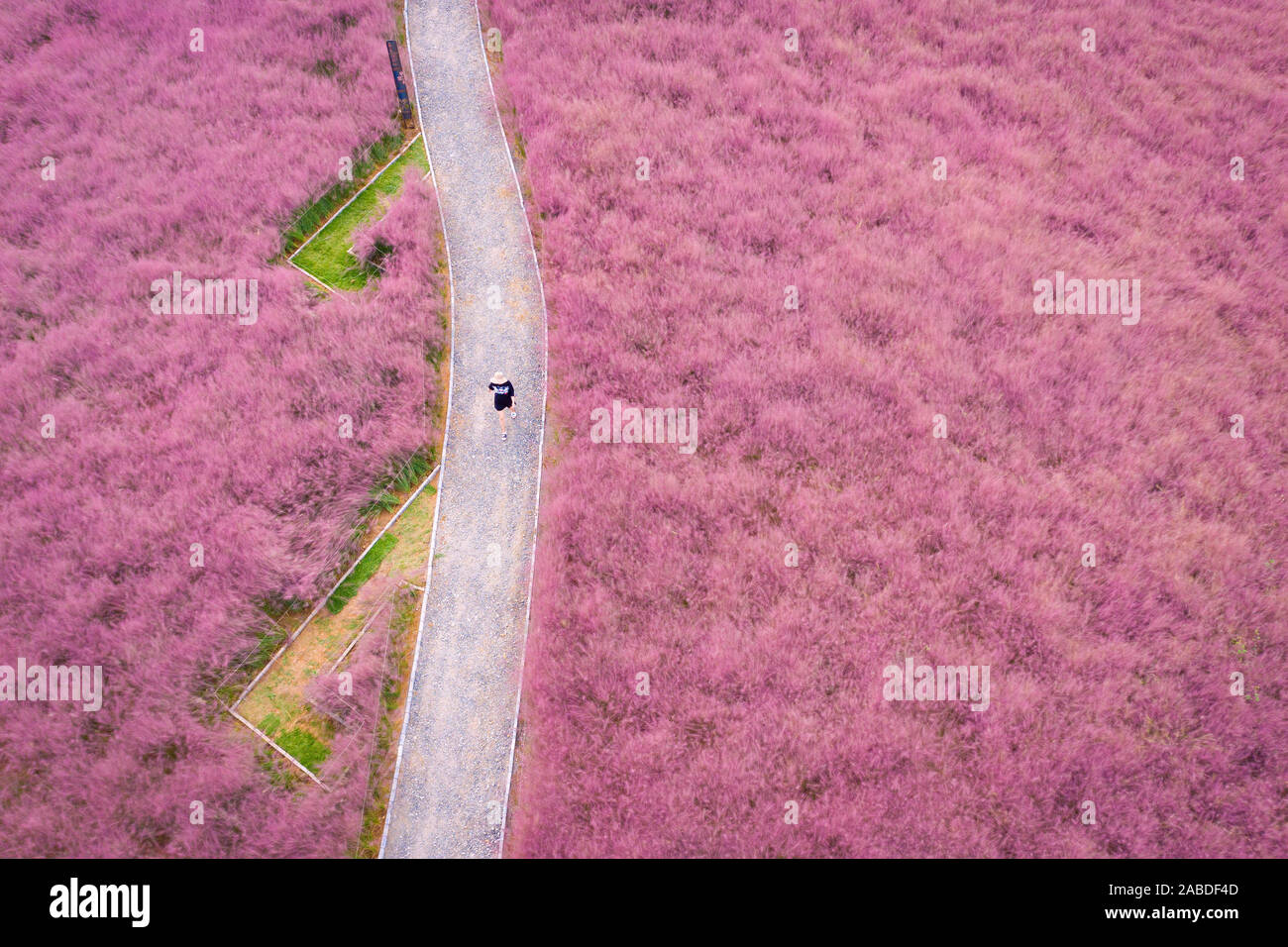 Vista aerea del hairawn muhly campo in Jurong county, Zhengjiang city, est cinese della provincia di Jiangsu, 3 ottobre 2019. Foto Stock