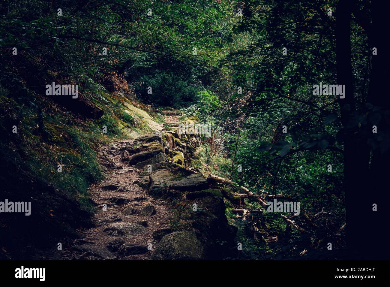 Sentieri escursionistici nella mistica foresta di Harz Bodetal Thale Foto Stock