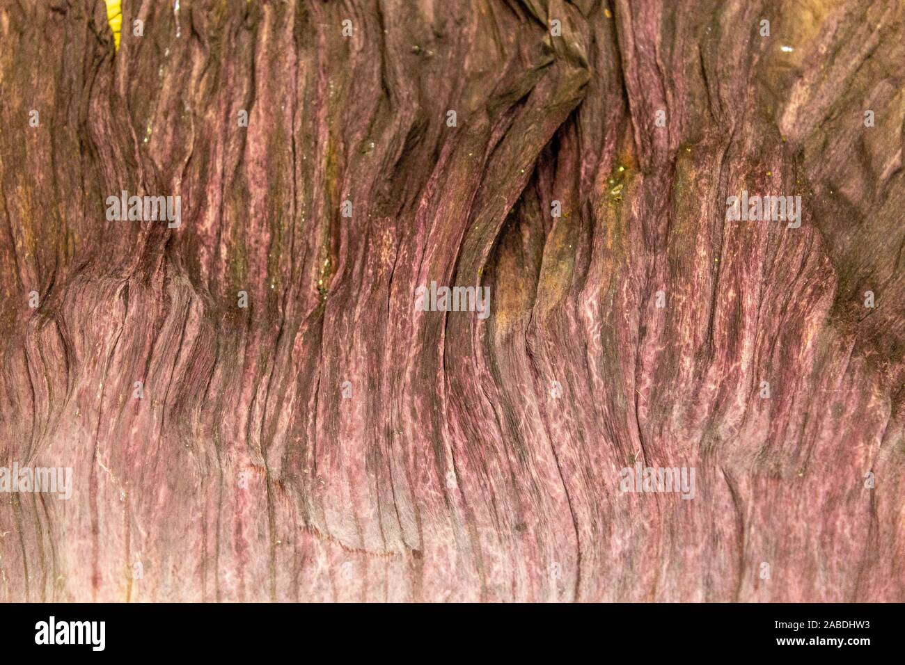 Amorphophallus titanum texture di petalo,Titan arum texture di petalo,una fioritura delle piante con la più grande non ramificato infiorescenza nel mondo Foto Stock