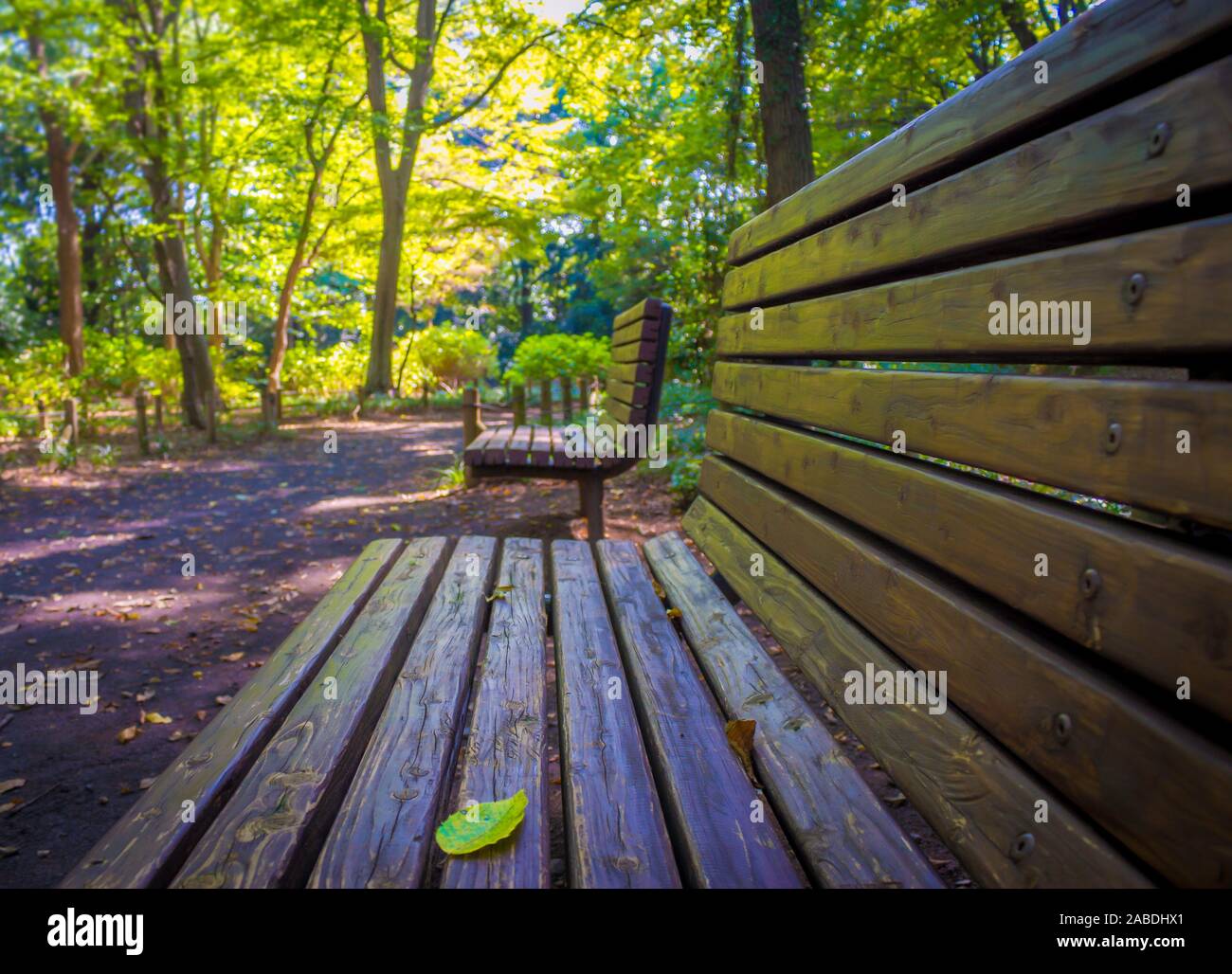 Lonely panca di legno in un parco.panche di legno e parco,in Giappone Foto Stock