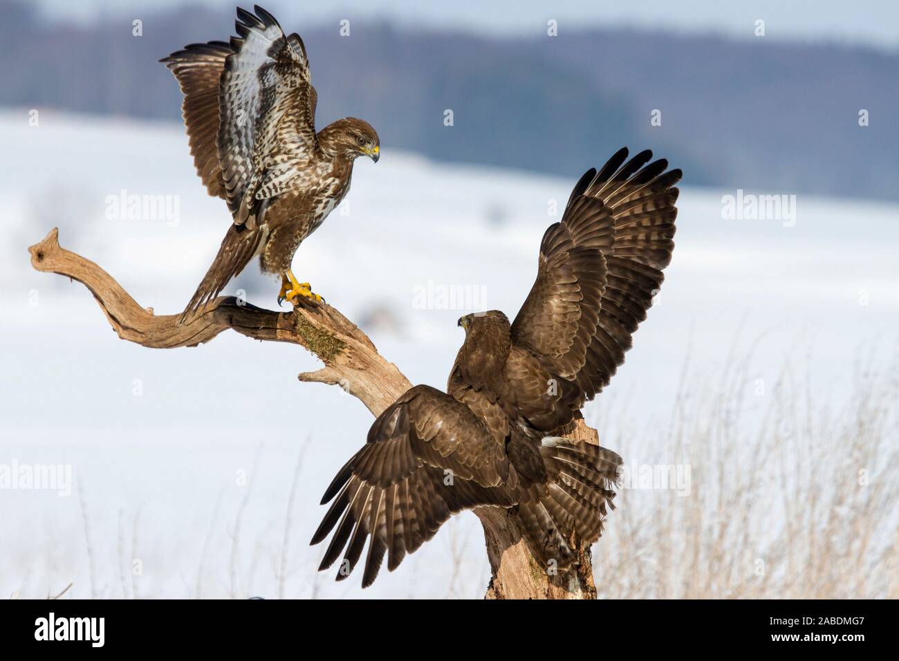 Mäusebussarde (Buteo buteo) streiten sich um Futter Foto Stock