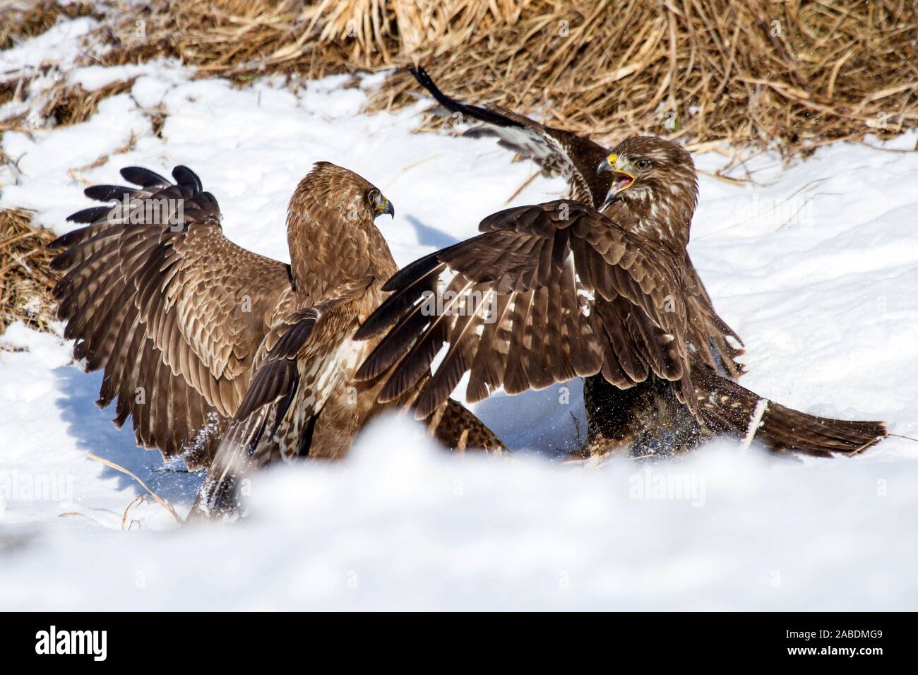 Mäusebussarde (Buteo buteo) streiten sich um Futter Foto Stock