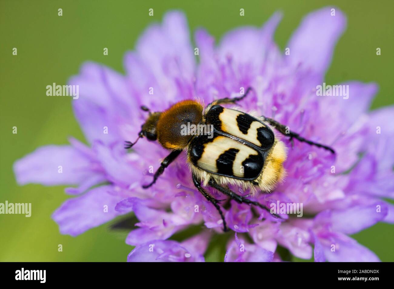 Gebänderter Pinselkäfer (Trichius fasciatus) Foto Stock