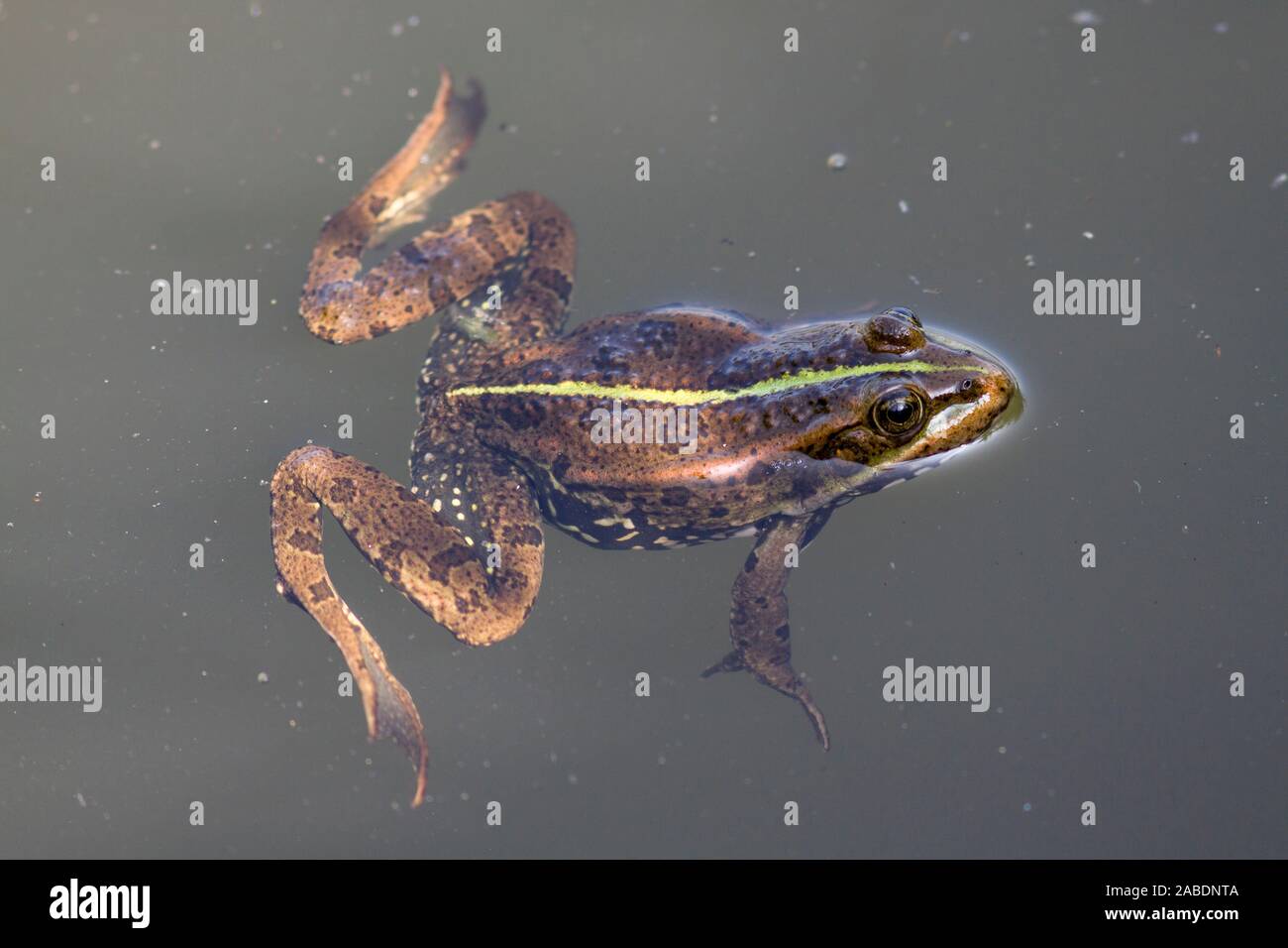 Kleiner Wasserfrosch (Pelophylax lessonae) Foto Stock