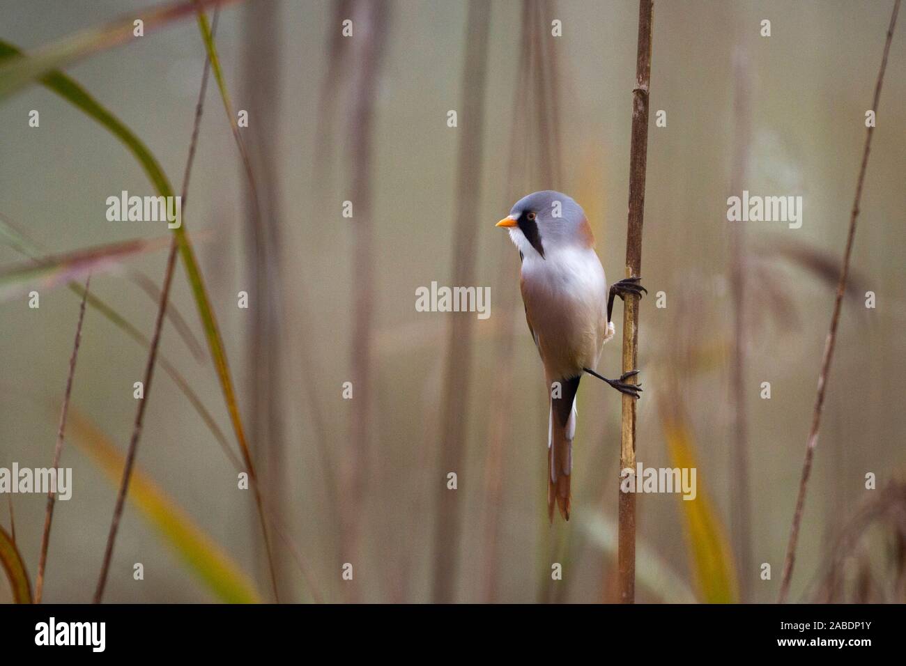 Bartmeisen (Panurus biarmicus) Männchen Foto Stock