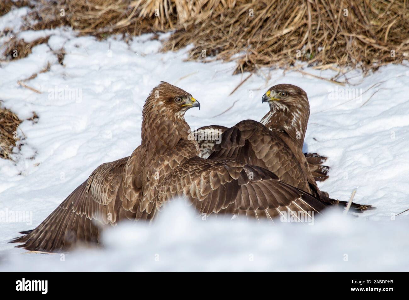 Mäusebussarde (Buteo buteo) streiten sich um Futter Foto Stock