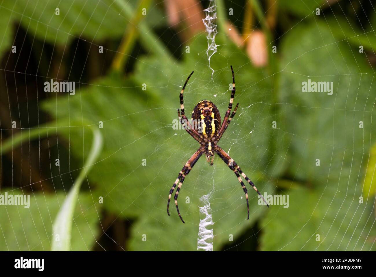 Wespenspinne (Argiope bruennichii) Foto Stock