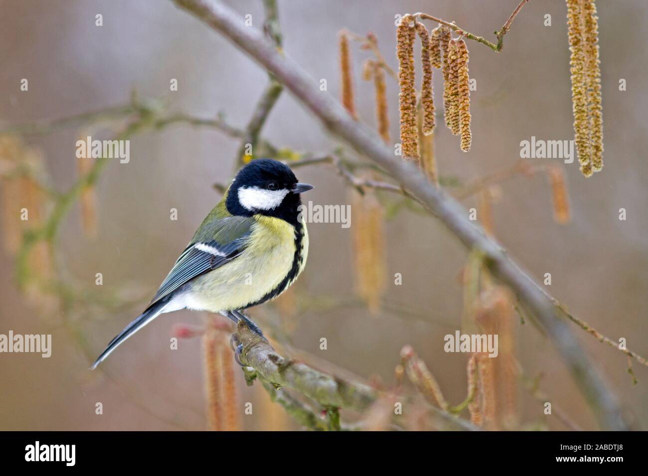 Kohlmeise (Parus major) Foto Stock