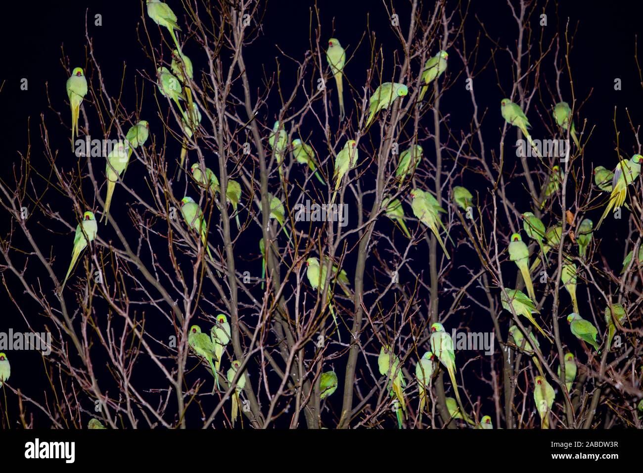 Halsbandsittiche (Psittacula krameri) un ihrem Schlafbaum Foto Stock
