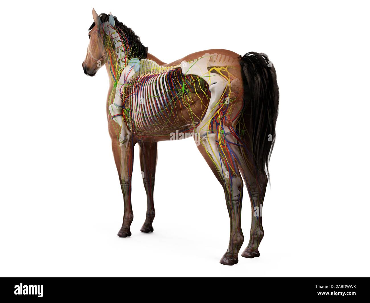 3d reso anatomia dell'anatomia equina Foto Stock