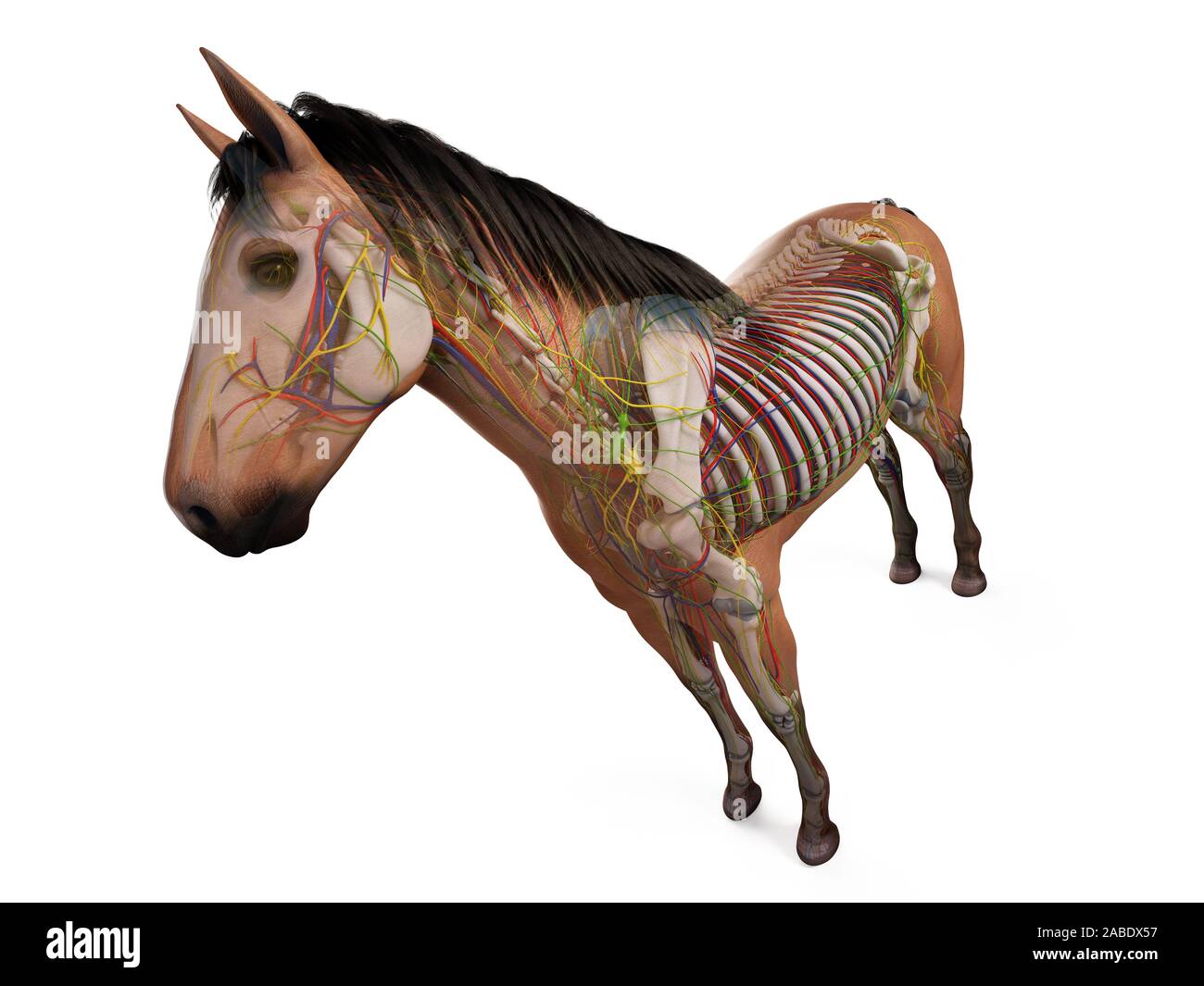 3d reso anatomia dell'anatomia equina Foto Stock