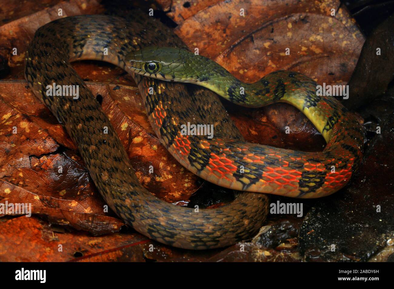Triangolo colorato Keelback (Xenochrophis trianguligerus) Foto Stock