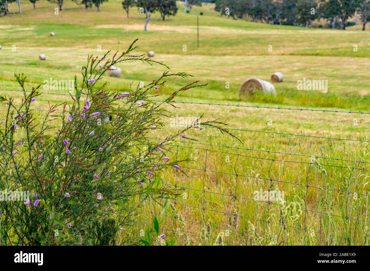 Rurale scena paesaggio con nativi Australiani erba sul primo piano e balle di paglia sul campo sullo sfondo Foto Stock