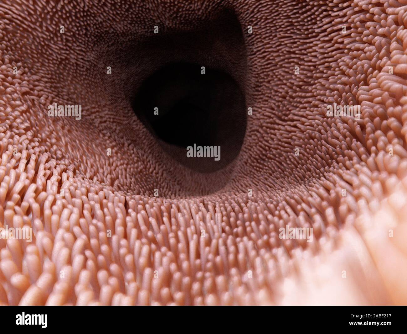 3D Rendering accurato dal punto di vista medico illustrazione dei villi intestinali Foto Stock