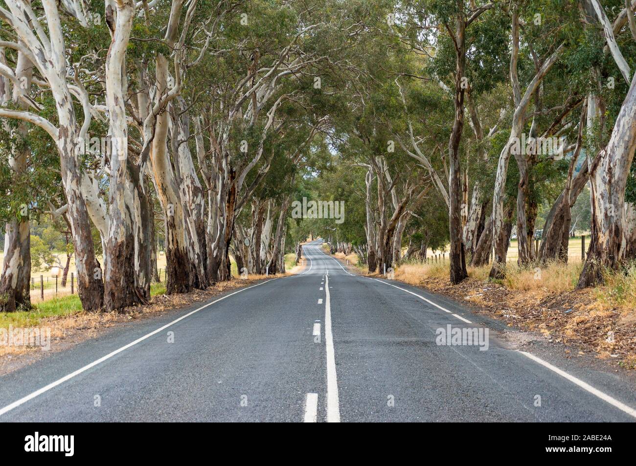 Pittoresca strada di campagna con alberi di eucalipto su lati. Outback australiano del paesaggio rurale, sfondo Foto Stock