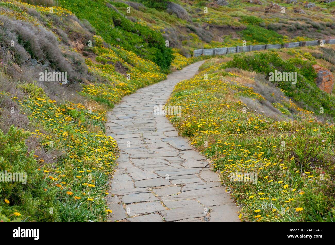 Di ciottoli, pietra percorso a piedi con erba verde e fiori di colore giallo Foto Stock