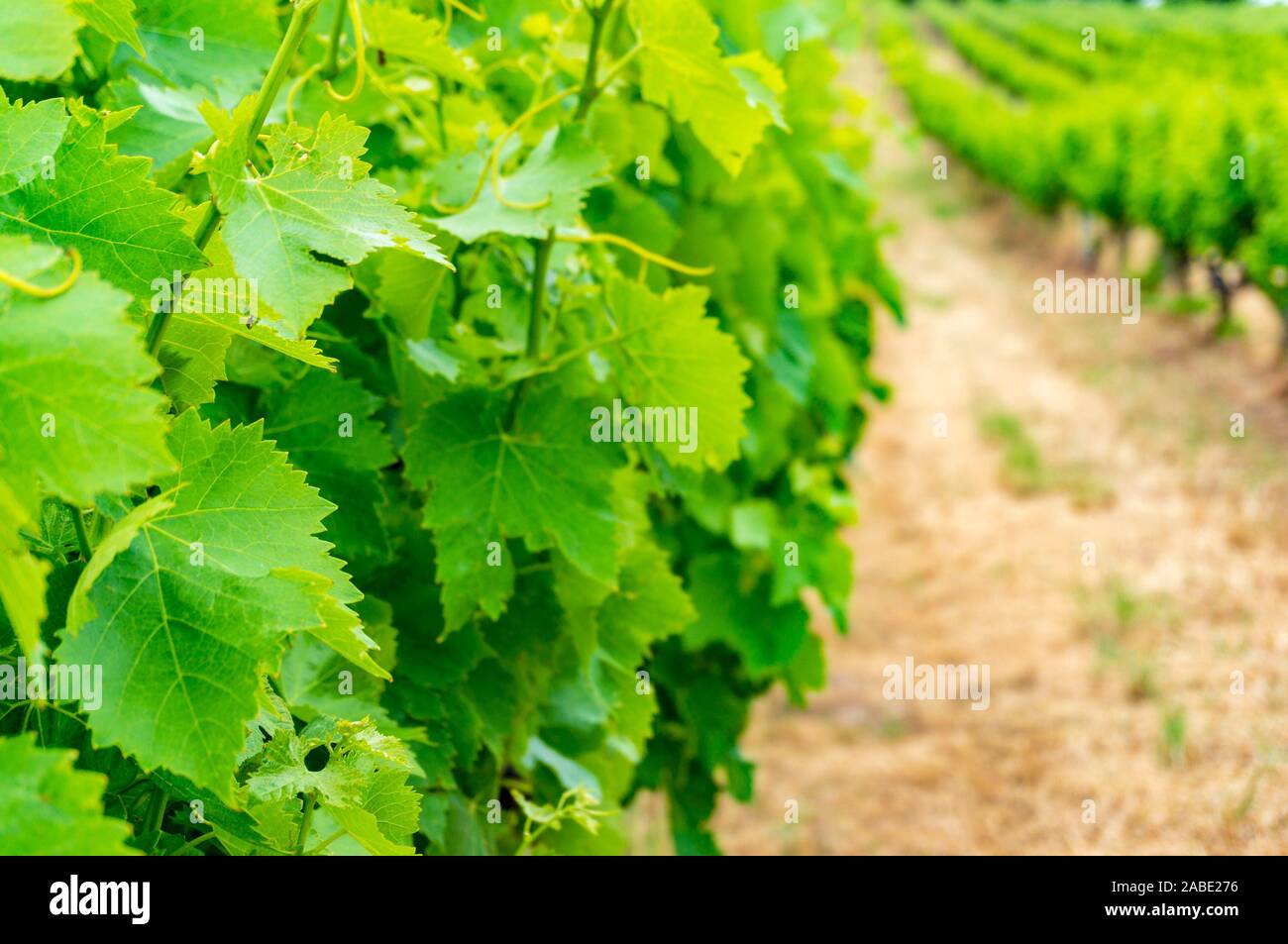 Chiusura del vitigno foglie in vigneto con filari di uva di piante di vite sullo sfondo. Messa a fuoco selettiva Foto Stock