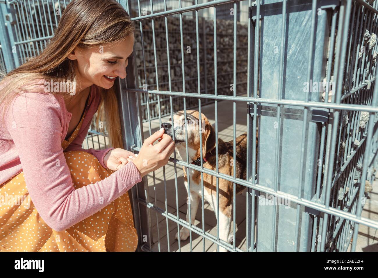 La donna come accarezzare un cane nel riparo animale Foto Stock