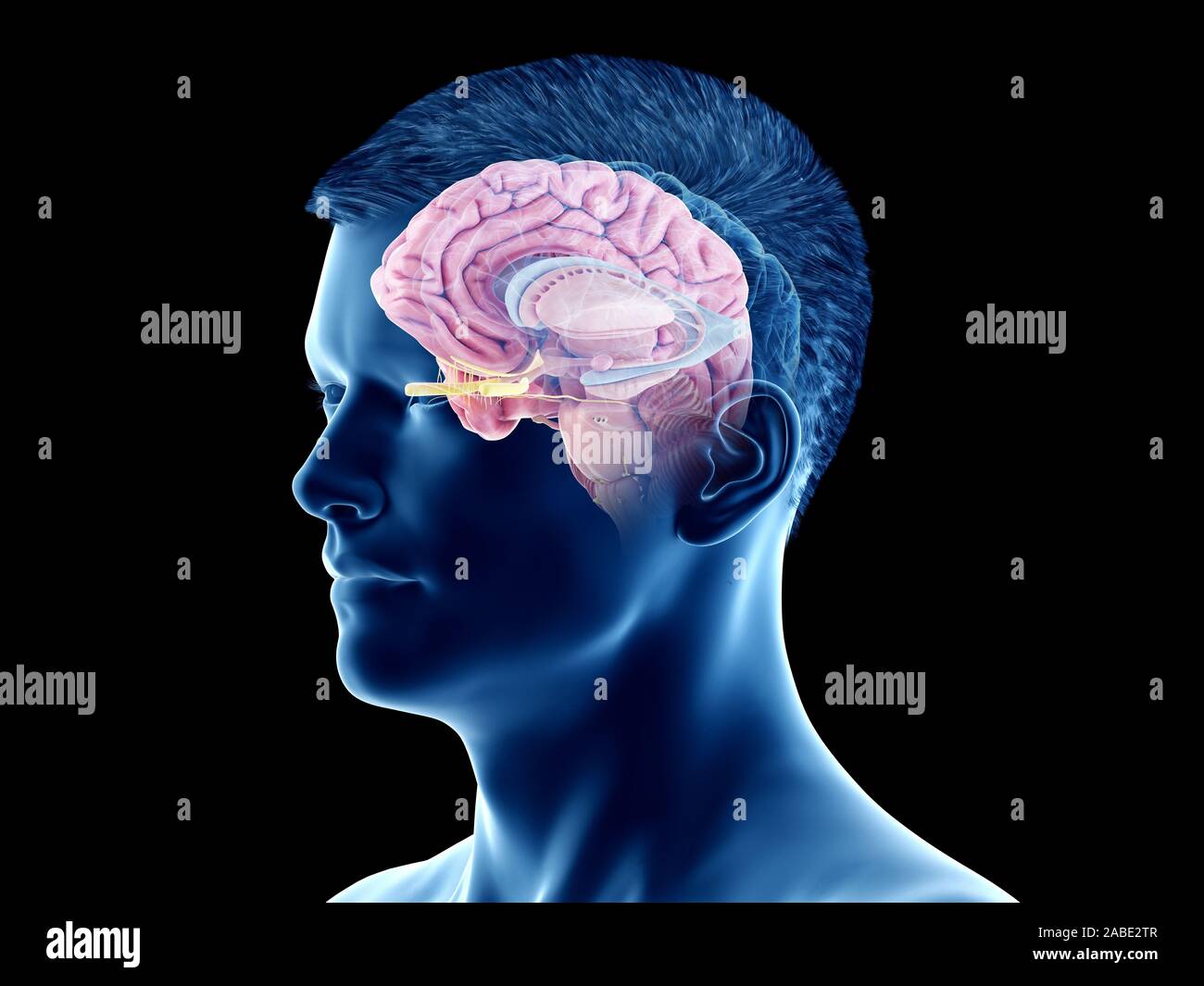 3D Rendering accurato dal punto di vista medico illustrazione del cervello anatomia - anatomia interna Foto Stock