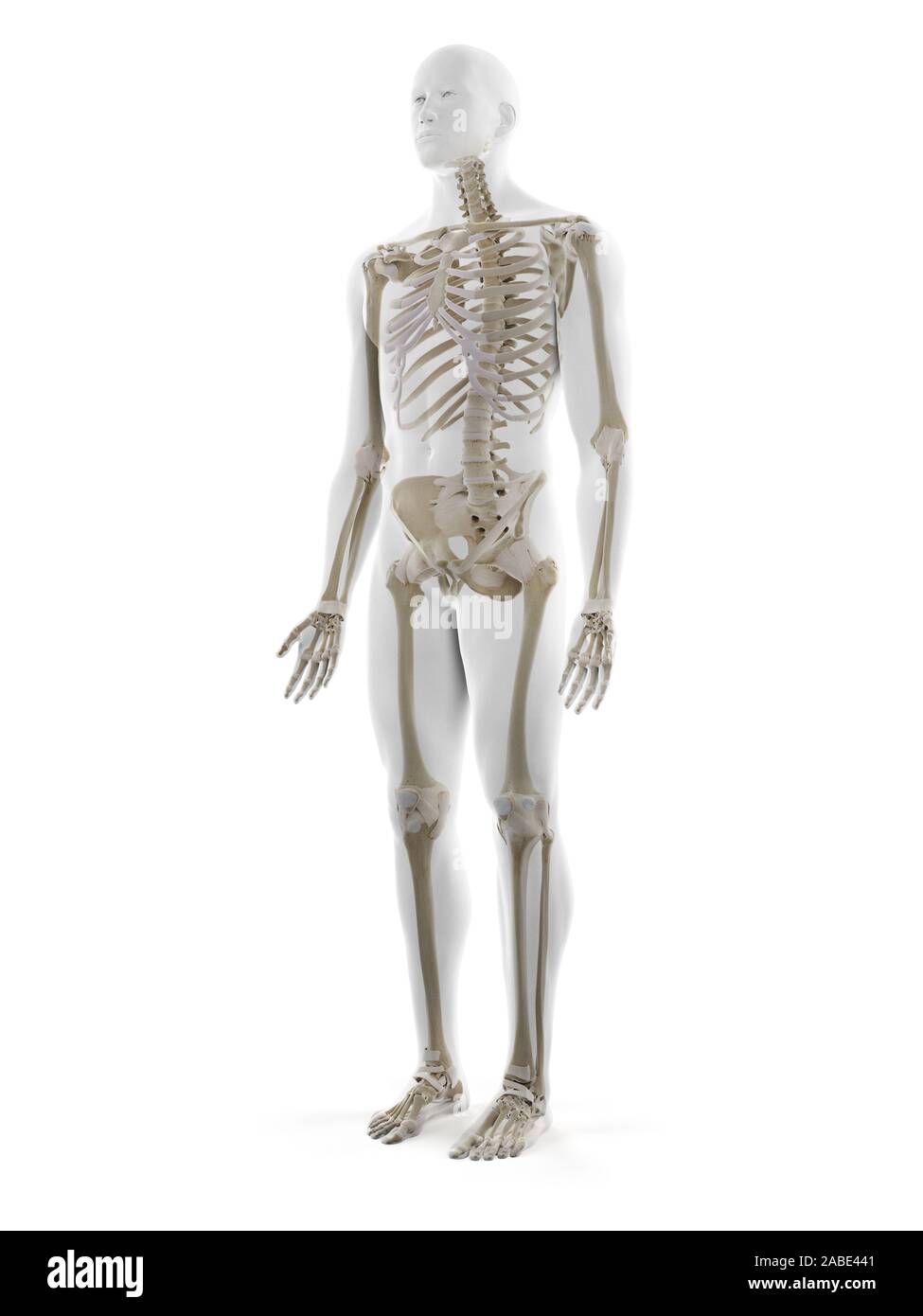 3D Rendering accurato dal punto di vista medico illustrazione dello scheletro umano Foto Stock