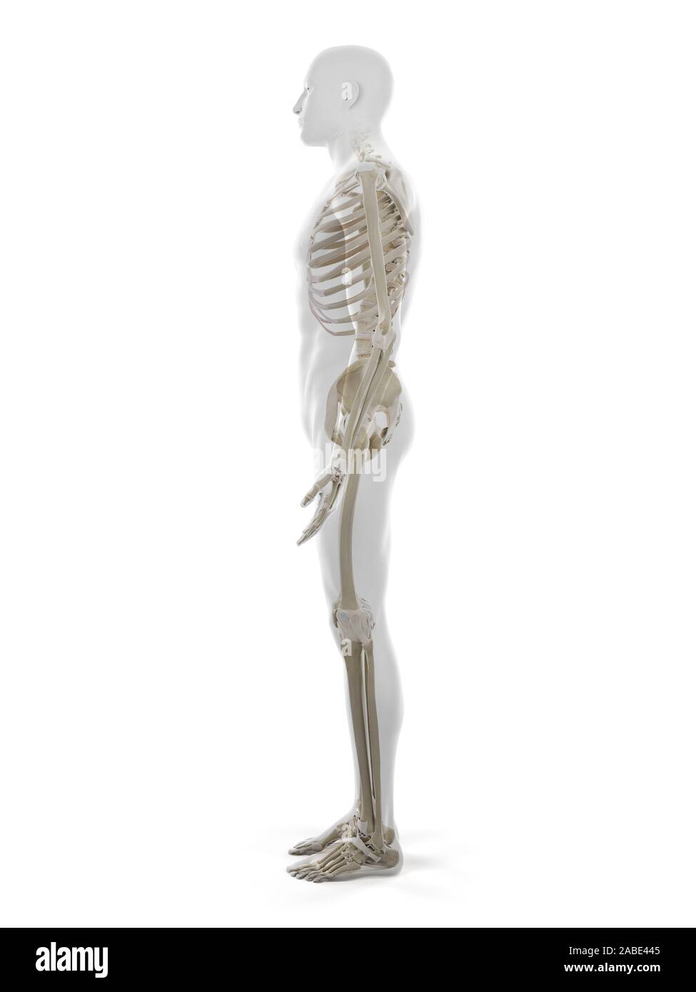 3D Rendering accurato dal punto di vista medico illustrazione dello scheletro umano Foto Stock