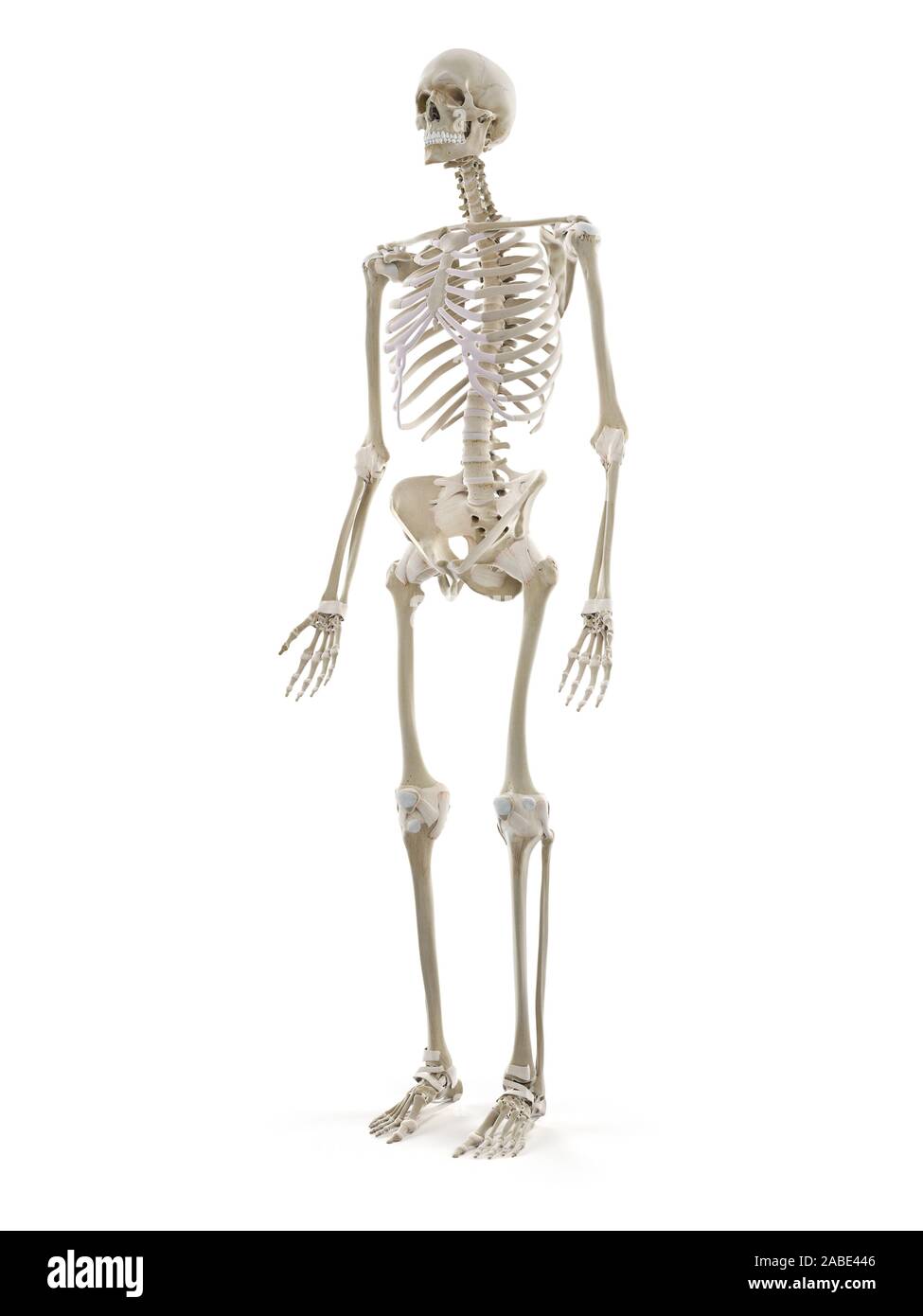 3D Rendering accurato dal punto di vista medico illustrazione dello scheletro umano Foto Stock