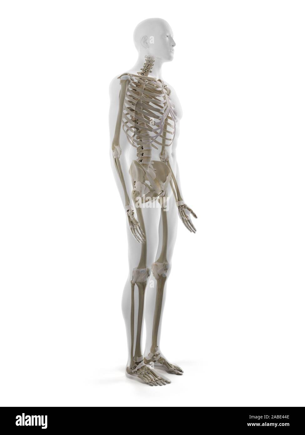 3D Rendering accurato dal punto di vista medico illustrazione dello scheletro umano Foto Stock