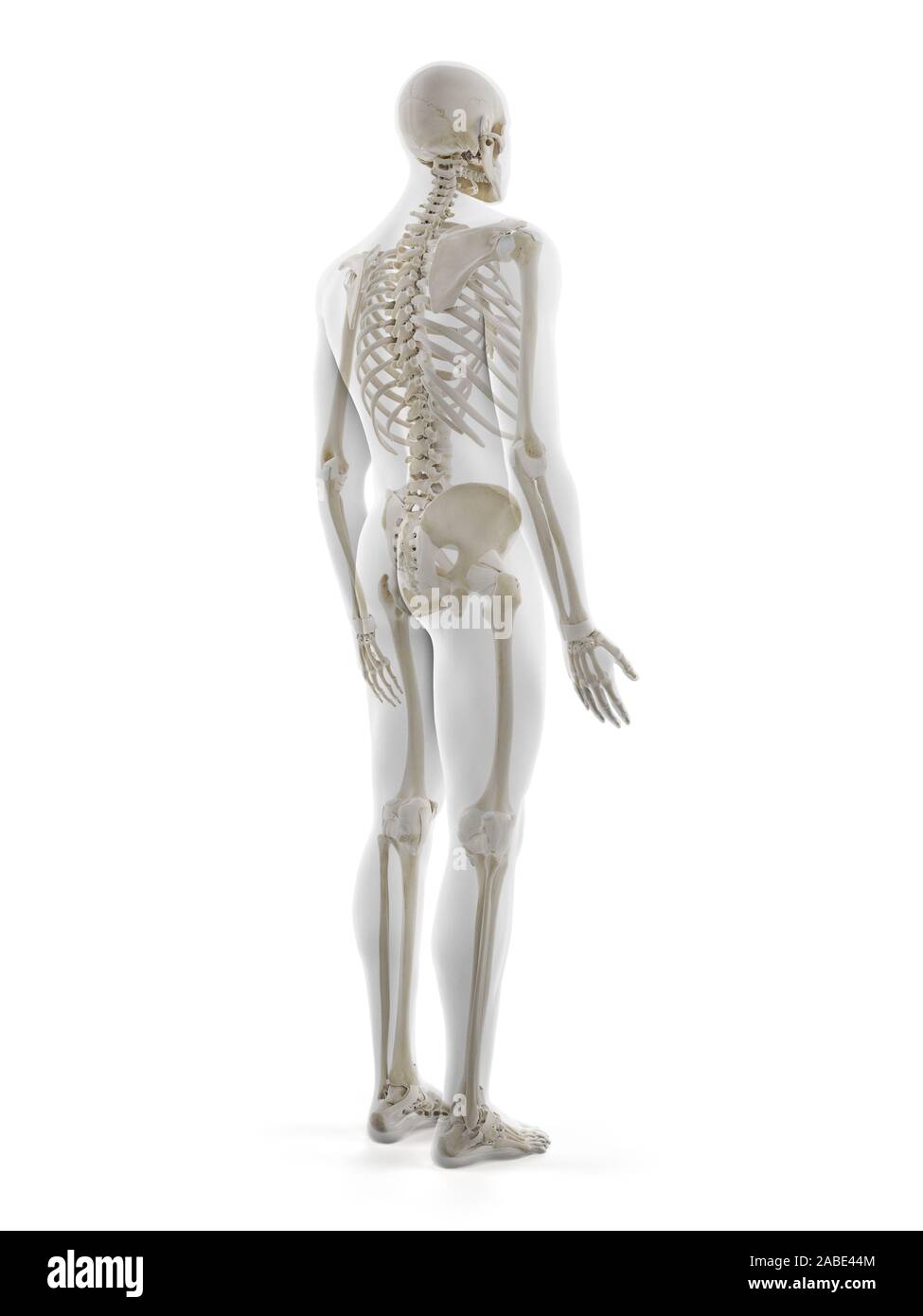 3D Rendering accurato dal punto di vista medico illustrazione dello scheletro umano Foto Stock