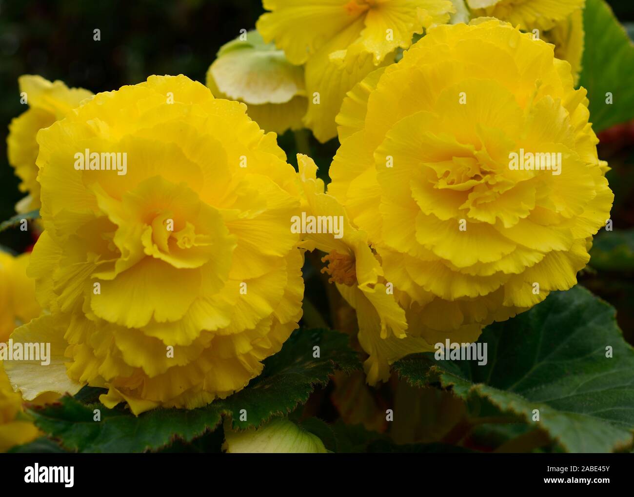 Begonia. Primo piano di due frange di colore giallo begonie fiori. Foto Stock