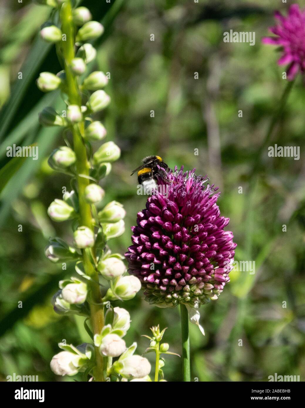 Un nettare bumblebee bevente e impollinando un fiore viola nel mezzo della vita verde delle piante nei giardini botanici di Dortmund, Germania. Foto Stock