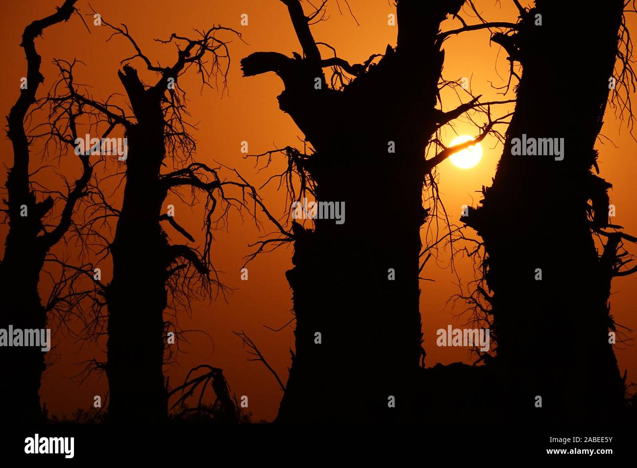 La vista del tramonto con cucoloris di deserto di pioppo presso il bacino Tarim, un bacino endoreico che occupa un area di circa 1,020,000 chilometri quadrati, in Foto Stock