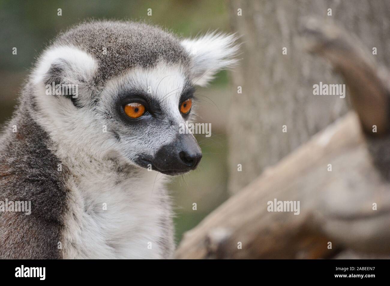 Un anello-tailed lemur allo zoo Foto Stock