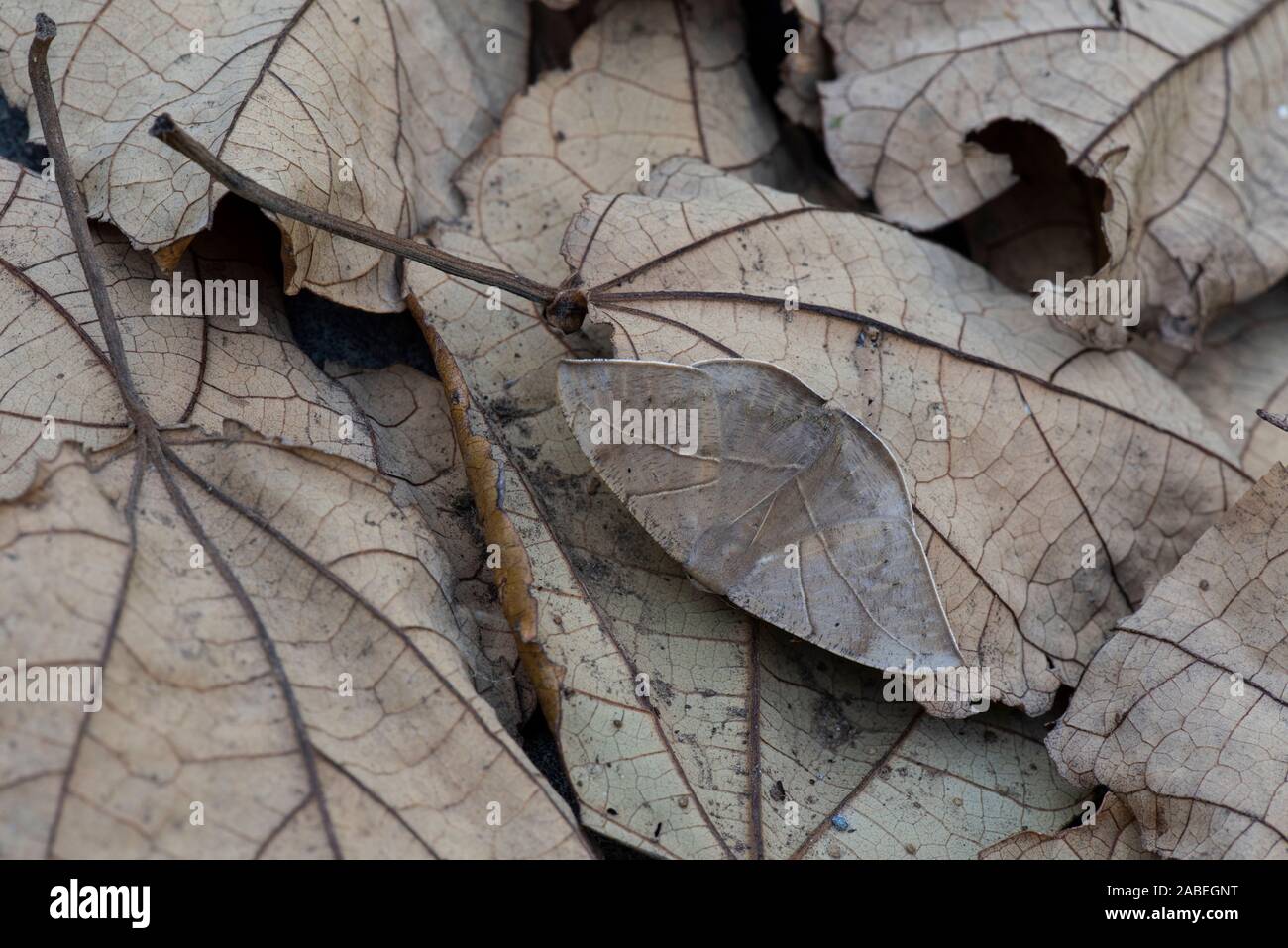 Saturnid Moth: Copaxa sp. Costa Rica. Mimetizzata su foglie. Foto Stock