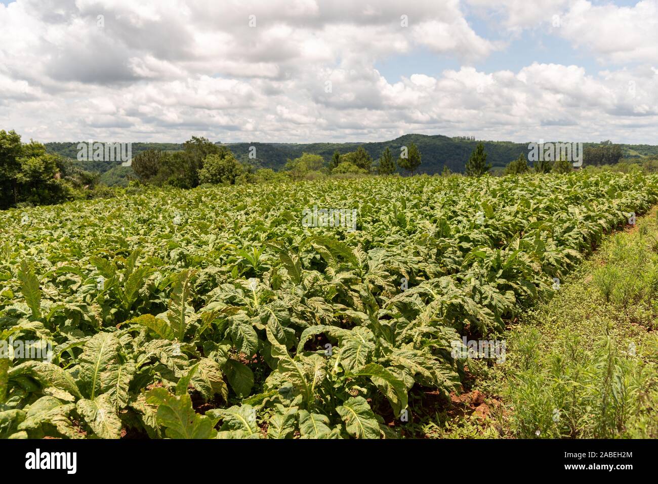 Piccola piantagione di foglie di fumo per uso nell'industria delle sigarette. La cultura di sussistenza per la piccola proprietà contadina Brasile del Sud Foto Stock