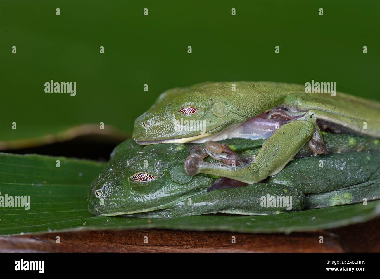 Red-Eyed Raganella: Agalychnis callidryas. Coppia in amplexus. Costa Rica. Foto Stock