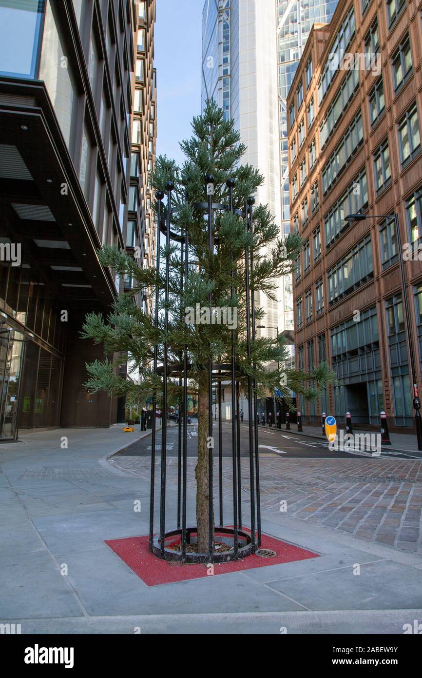 Dwarft Giant Redwood (Sequoiadendron giganteum 'Pygmaeum') a Shoreditch vicino alla stazione di Liverpool Street e Broadgate sul bordo della città di Londra Foto Stock