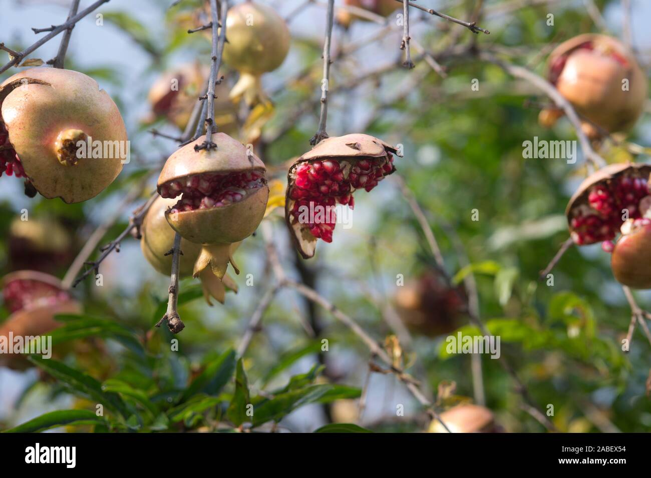 Londra, novembre 2019. Nei pressi di Arnold Circus. Oltre mature melagrane Foto Stock