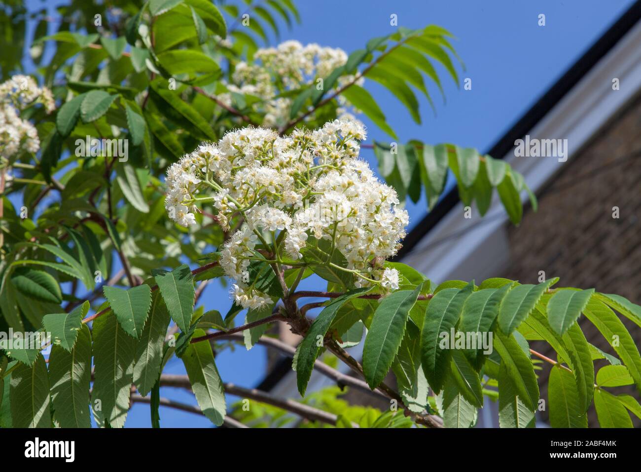 Particolare di fiori e foglie di un Rowan urbano o di un albero di strada di cenere di montagna (Sorbus aucuparia), Londra, Regno Unito Foto Stock